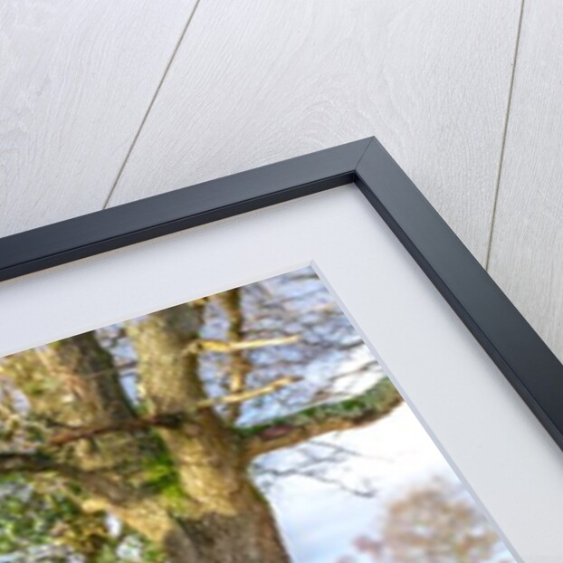 Horse in forest by Assaf Frank